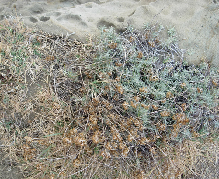 Altre piante da identificare